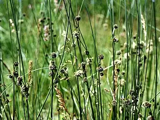 Scirpoides holoschoenus