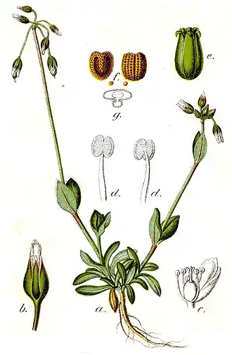 Holosteum umbellatum