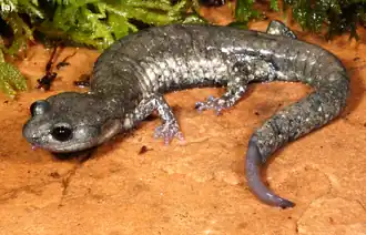 Aneides klamathensis