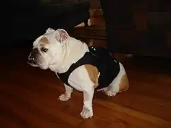 Um monitor Holter canino