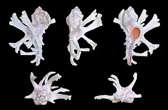 Cinco vistas de H. zamboi, espécie que já pertenceu ao gênero Murex[1], encontrada nas Filipinas.[2]