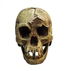 Crânio de Homo floresiensis (LB1).