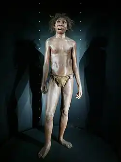Homo ergaster, Museo de la Evolución Humana (Burgos)