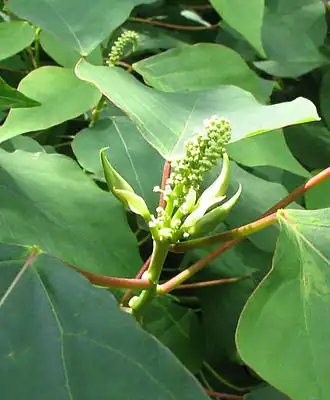 Homolanthus populifolius