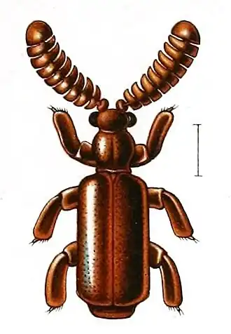 Ilustração de H. brasiliensis.