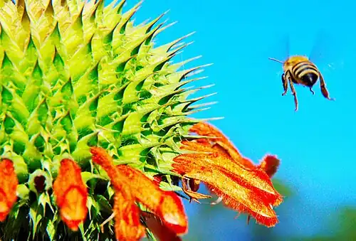 Abelha de mel africana.