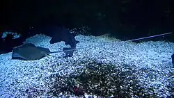 Uma arraia com manchas e cauda longa, deitada na areia com um tubarão-chifre em um aquário