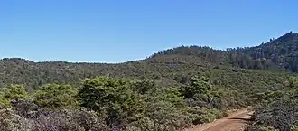 Floresta pigmeia na encosta noroeste do Monte Hood, Califórnia.