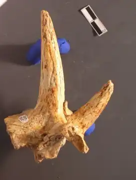 Par de cornos orbitais