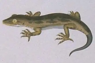Hoplodactylus pomarii