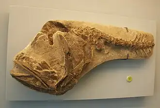 Hoplopteryx, fóssil do Cretáceo Superior