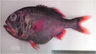 Hoplostethus grandperrini (Trachichthyidae)