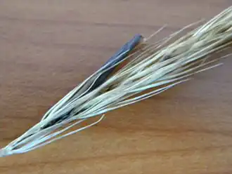 Hordelymus europaeus