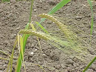 Hordeum distichon