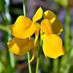 Utricularia cornuta