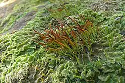 Espécimes do género Anthoceros mostrando gametófitos talosos com numerosos esporófitos.