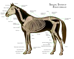 Diagram of a horse skeleton with major parts labeled.