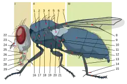 6 = Escutelo em Muscidae (Diptera)