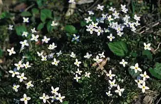 Houstonia caerulea