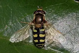 espécime feminino de mosca-das-corolas