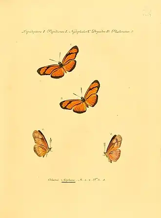 Variação de sexos em E. aliphera, nesta gravura de 1821. À esquerda e acima, o macho; à direita e abaixo, a fêmea.