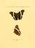 A subespécie S. epaphus trayja, catalogada por Jakob Hübner, em 1823 (gravura de 1821).