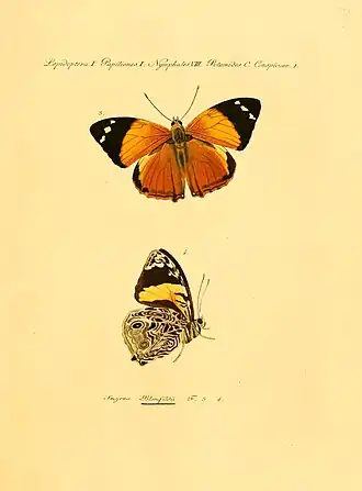 Vista superior e inferior de S. blomfildia, em gravura do século IX (1806).[1]