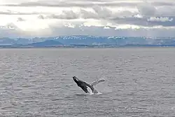 Baleia saltando fora da água