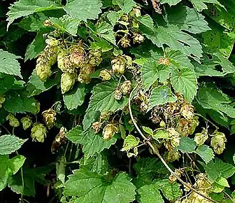 Humulus lupulus