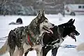 Dois Huskies mestiços puxando um trenó descansando após a corrida na Festa de inverno do Governador Geral, Ottawa, Canadá.