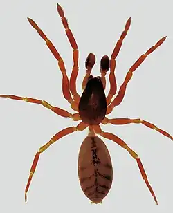 Huttonia sp. (macho).