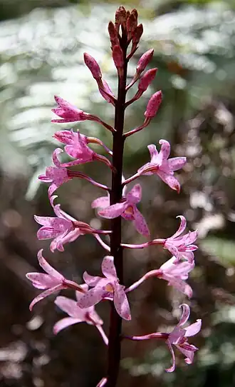 Dipodium roseum