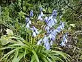 hyacinthoides hispanica