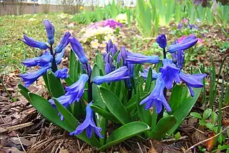 Hyacinthus orientalis