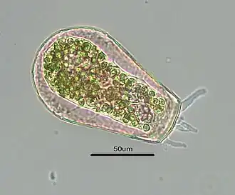 Hyalosphenia papilio