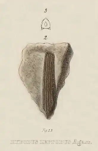 'Hybodus leptodus (holótipo)'