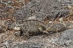Iguanas híbridas perto do porto de desembarque na ilha South Plaza