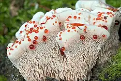 Hydnellum ferrugineum (Bankeraceae)