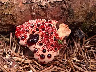 Hydnellum peckii