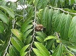 Folhagem e fruto de Hydnocarpus pentandra.