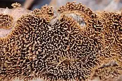 Himenóforo dentado de Hydnochaete olivacea