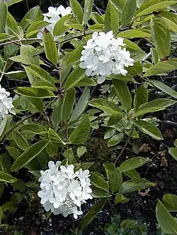 Hydrangea heteromalla.