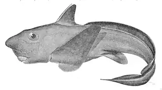 Hydrolagus purpurescens.