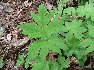 Hydrophyllum tenuipes