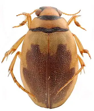 Hygrobia hermanni