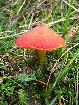 Hygrocybe conica, Holanda