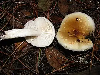 Hygrophorus bakerensis