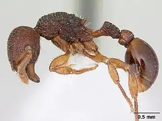 Hylomyrma balzani