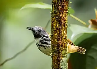 Guarda-floresta macho en Manacapuru, Amazonas, Brasil