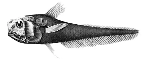 Hymenocephalus aterrimus
